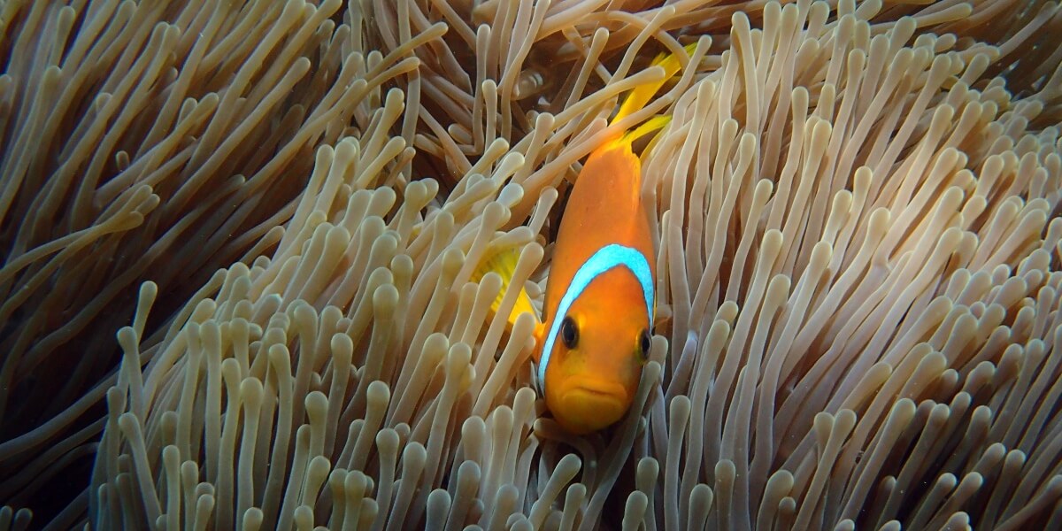 Anemonefish