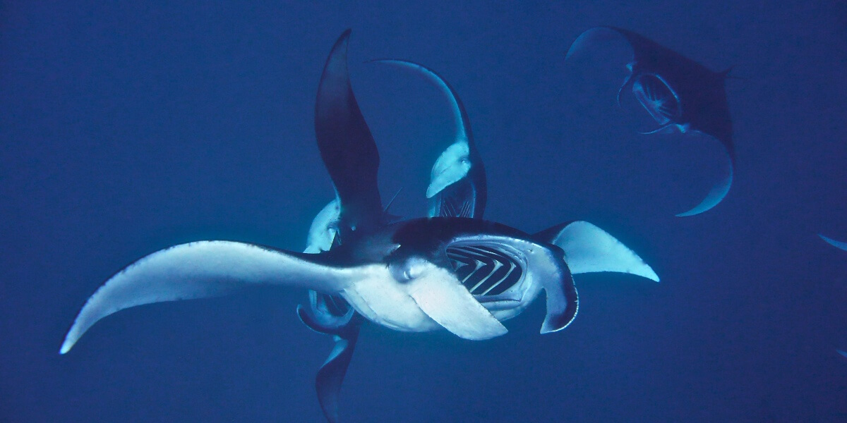 Manta rays at Hanifaru Bay