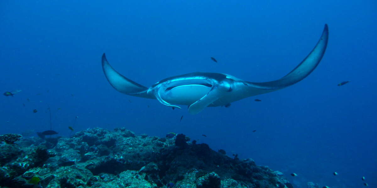 Manta rays