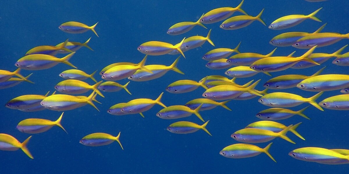 Fusiliers on the reef